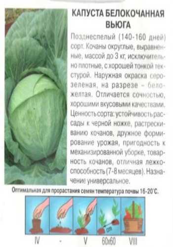 Капуста вьюга: описание и характеристика, достоинства и недостатки, выращивание и уход, фото