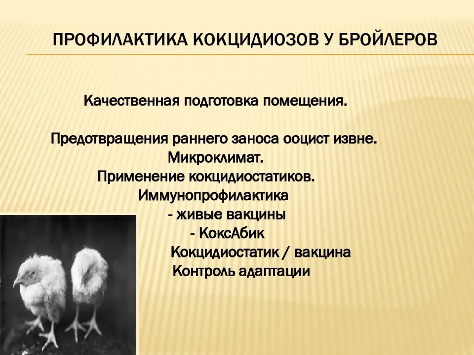 Как лечить кокцидиоз у индюков, профилактические меры