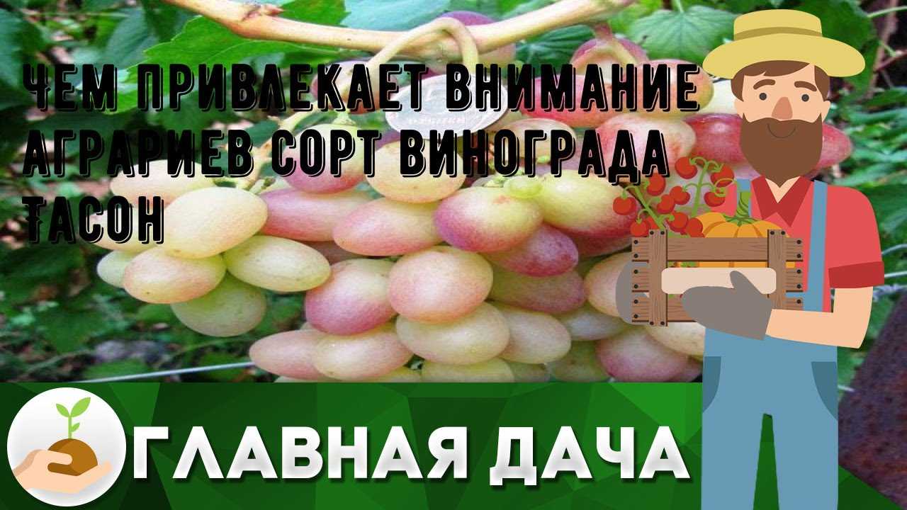 Виноград тасон: фото и описание сорта, уход и разведение, отзывы о винограде