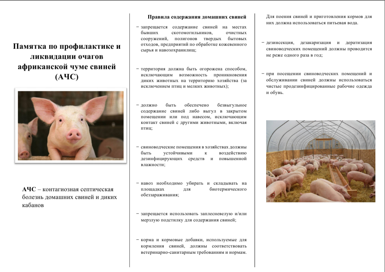 Классическая чума свиней — формы, симптомы и профилактика