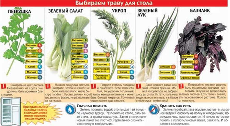 Петрушка: фото, сорта, кулинария, польза и вред для здоровья