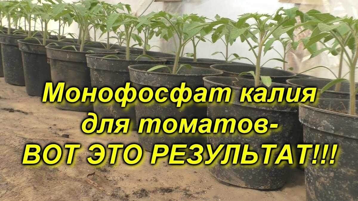 Фосфорные удобрения для томатов: инструкция по применению, как использовать подкормку для рассады помидоров, рекомендации