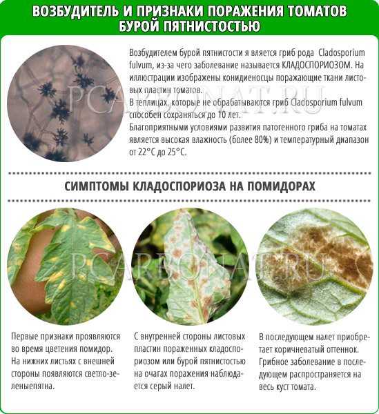 Кладоспориоз томата | справочник пестициды.ru