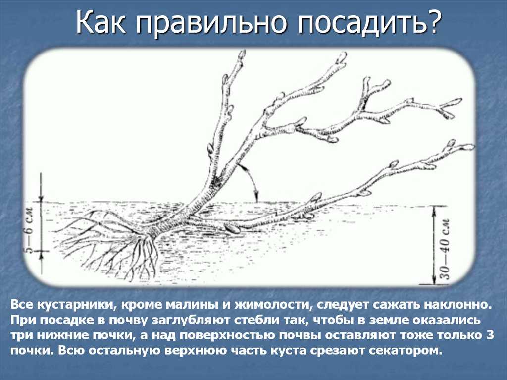 Съедобная жимолость: посадка и уход в открытом грунте