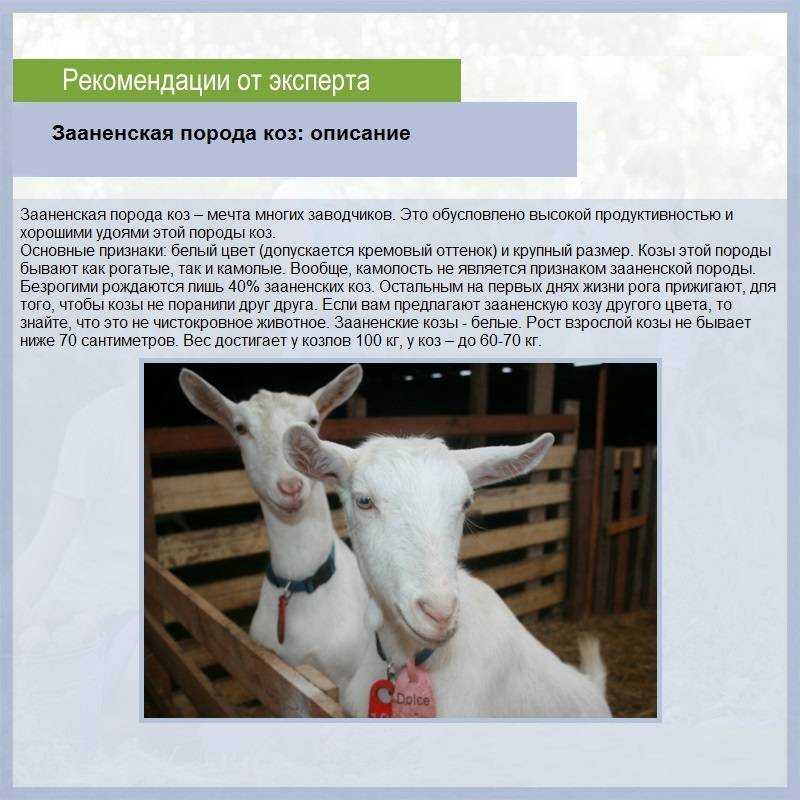 Зааненская порода коз 😺: описание и характеристики, особенности содержания, фото и видео selo.guru — интернет портал о сельском хозяйстве