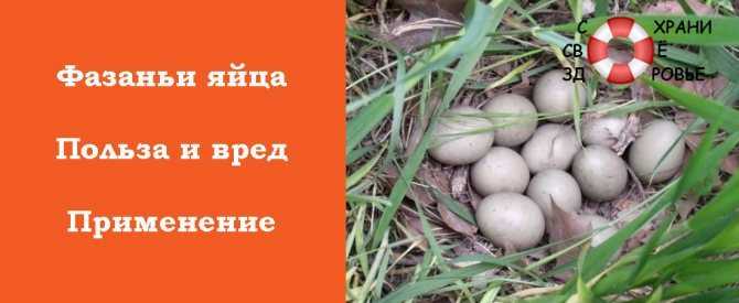 Фазаньи яйца. особенности, полезные свойства и способы приготовления этого деликатеса