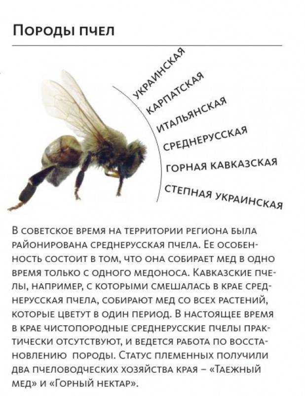 Пчелы карника: особенности, описание породы и их характеристика