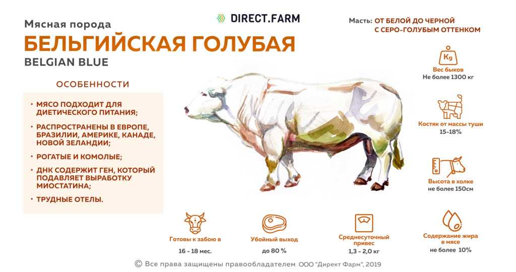Айрширская корова — описание, характеристики, отзывы, перспективы разведения в россии. | cельхозпортал