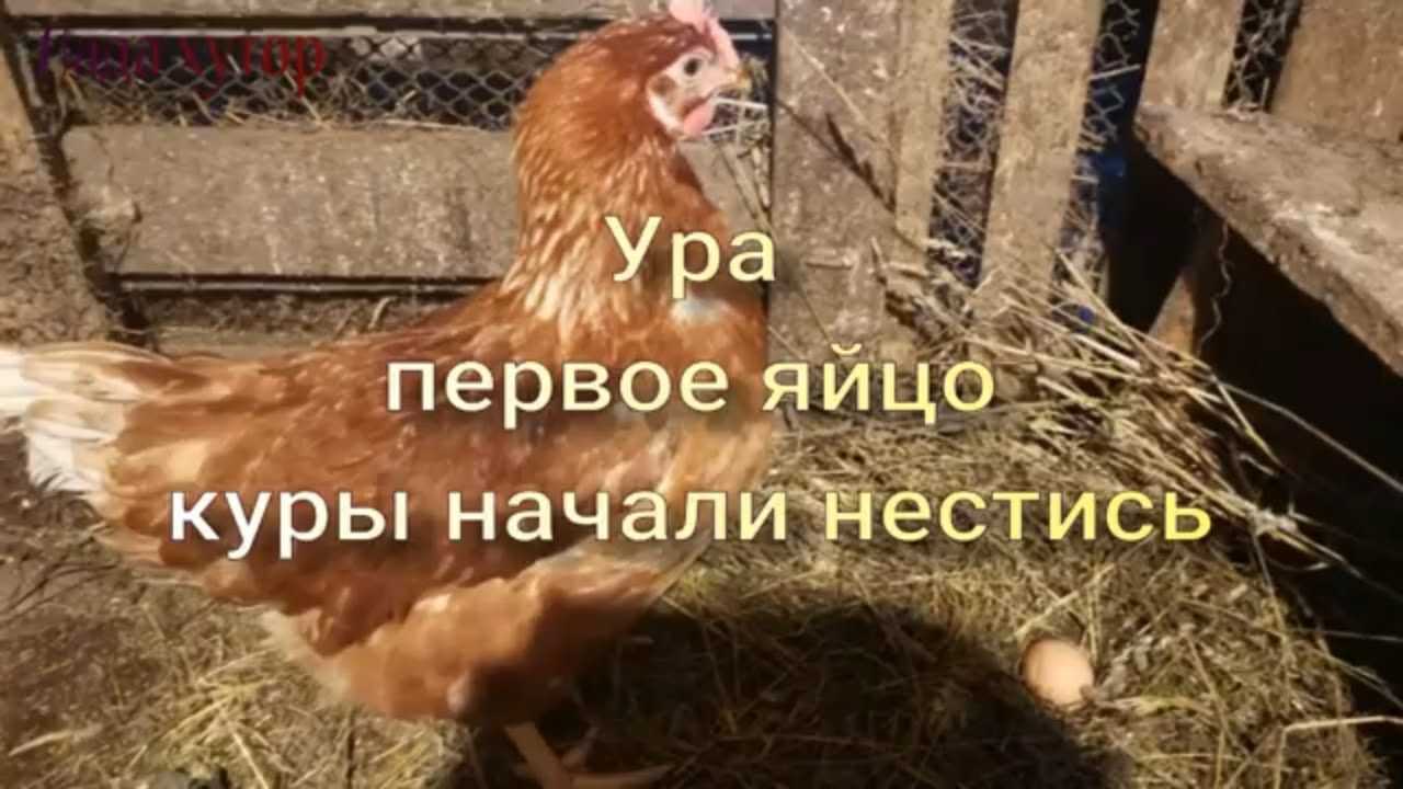Когда начинают нестись куры молодки несушки (в каком возрасте)