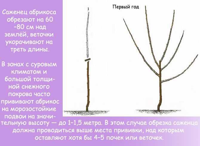 Как вырастить сливу из косточки - "добрый-совет.ru"