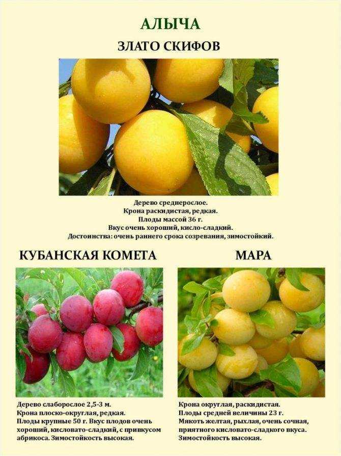 Алыча кубанская комета: описание и фото, посадка и уход