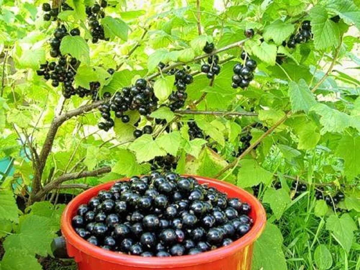 Почему не плодоносит черная смородина? кусту 5 лет