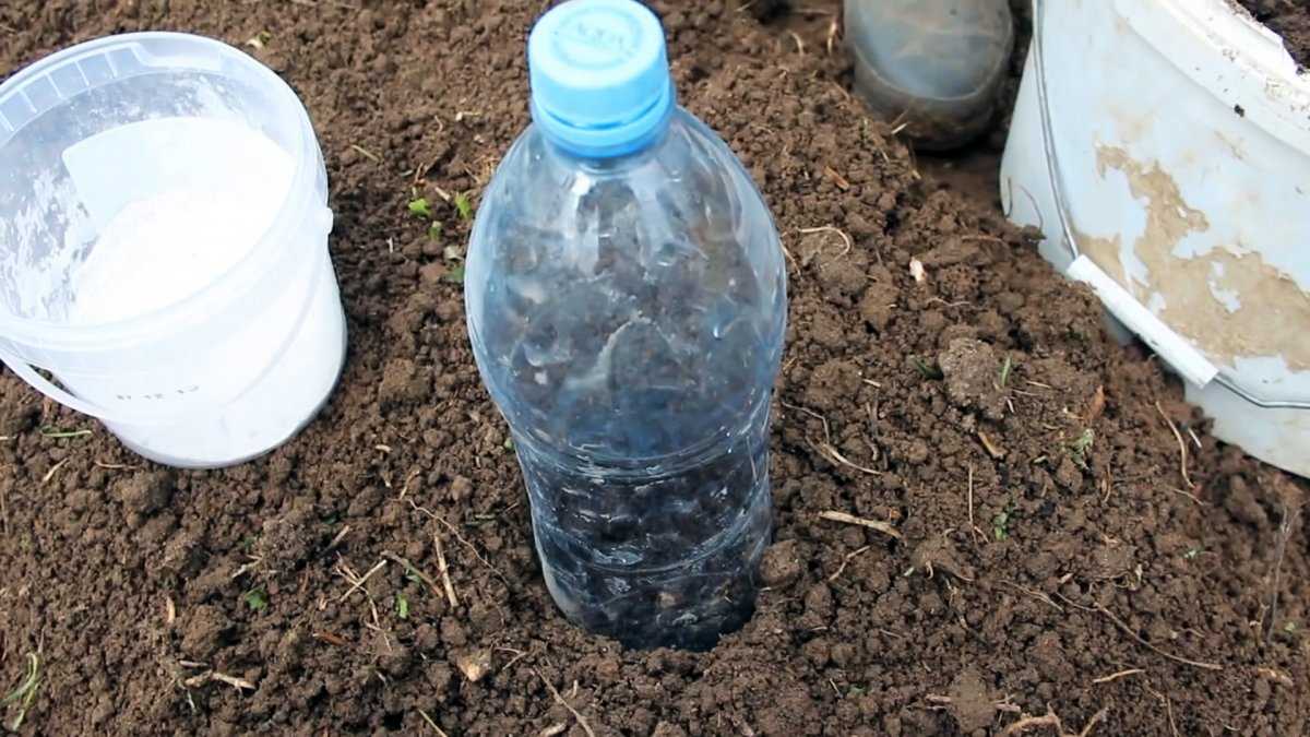Капуста посадка и уход в открытом грунте, защита от вредителей