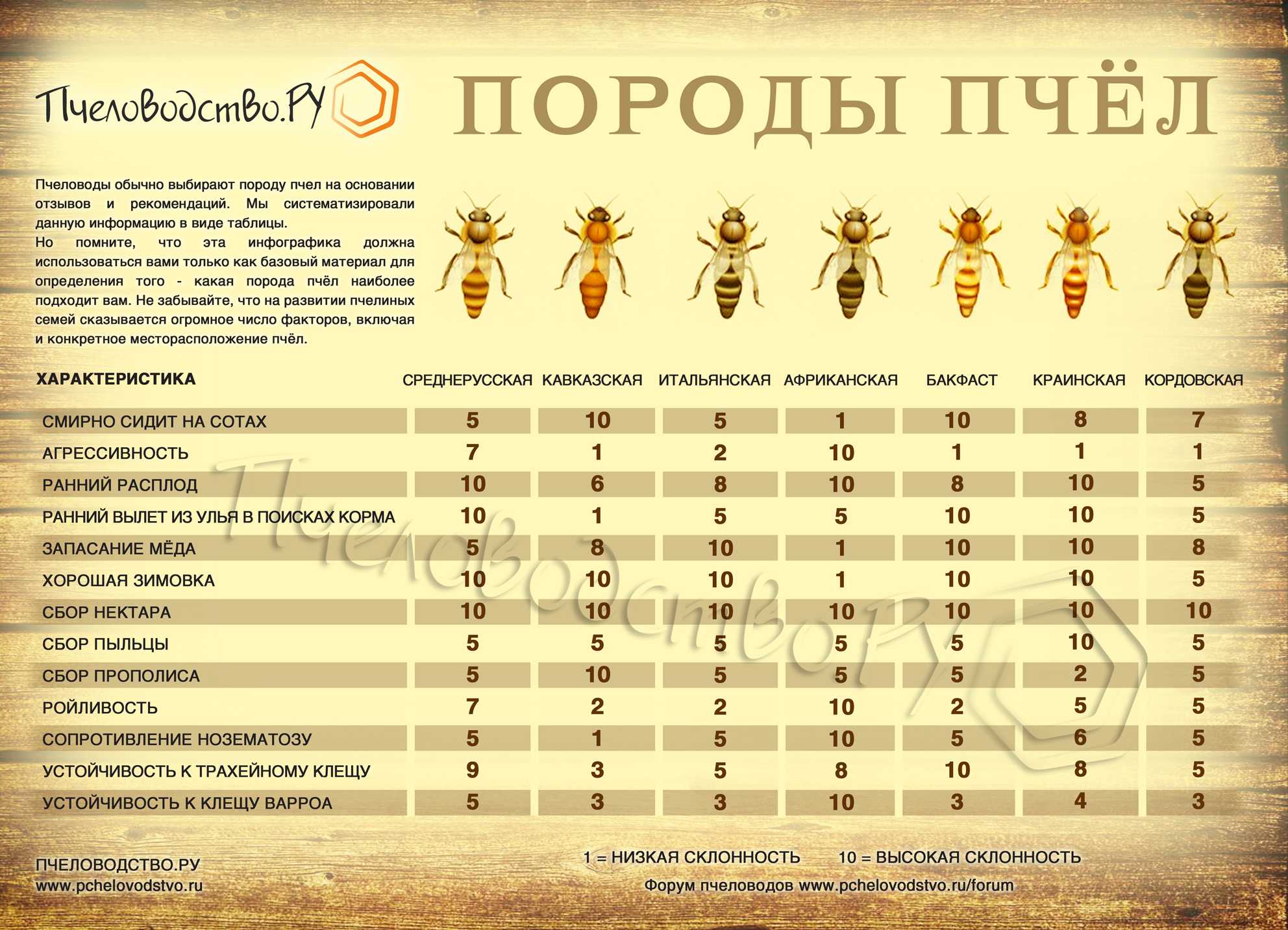 Основные породы пчел для центральной полосы россии