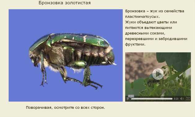 Описание жука золотистой бронзовки