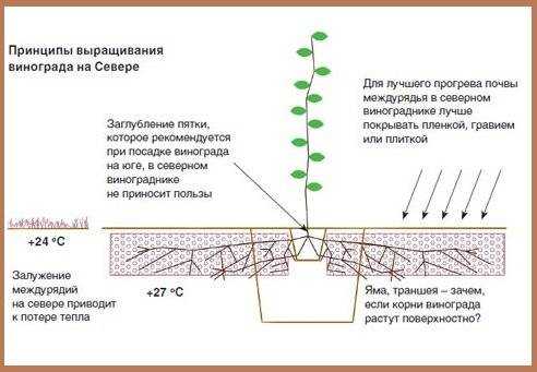 Виноград амурский — самый морозостойкий