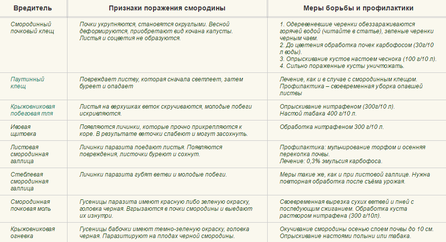 Как и чем обработать смородину весной от болезней и вредителей: препараты, сроки, схемы