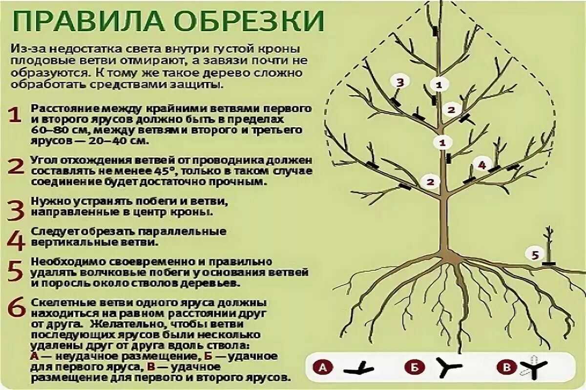 Обрезка груши осенью: схемы для начинающих для подрезки старых и молодых деревьев, инструкция для работы с карликовыми сортами