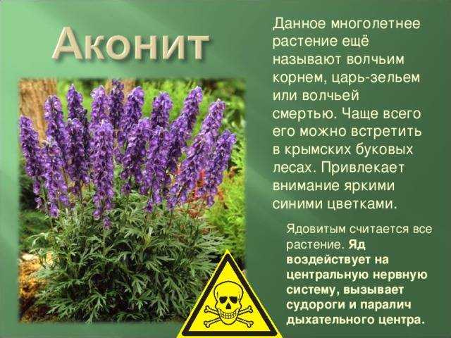 Ядовитые и целебные свойства растения аконит