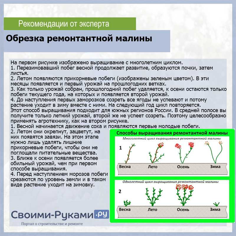 Астранция крупная посадка и уход: инструкция с фото и видео