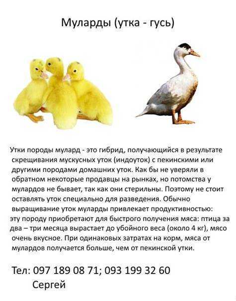 Домашняя утка | животные вики | fandom
