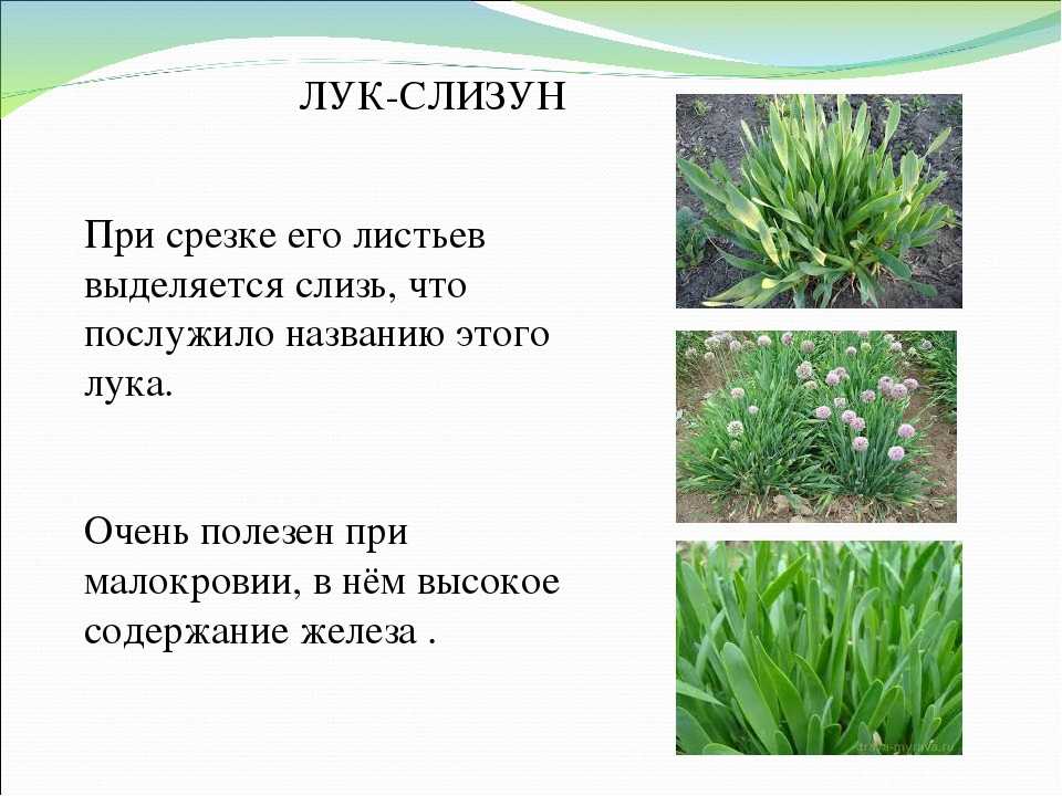 Лук слизун – как правильно пересаживать, размножать и срезать?
