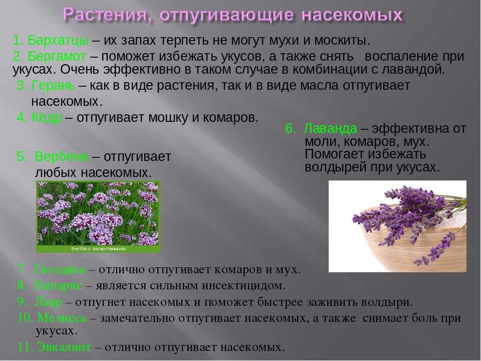 Какие запахи отпугивают ос, какой запах не любят осы, какого запаха боятся пчелы