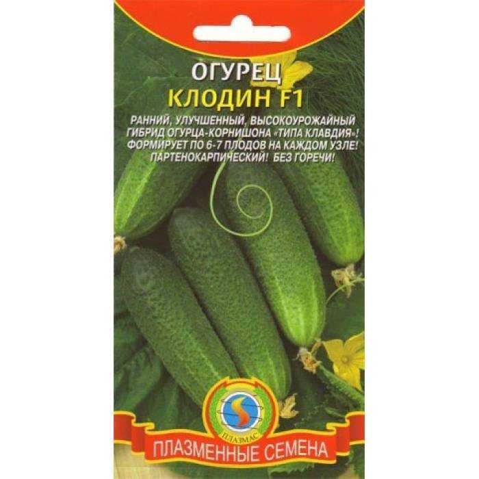 Прекрасный сорт для новичков и опытных фермеров — огурец клодин f1: советы по выращиванию, описание куста