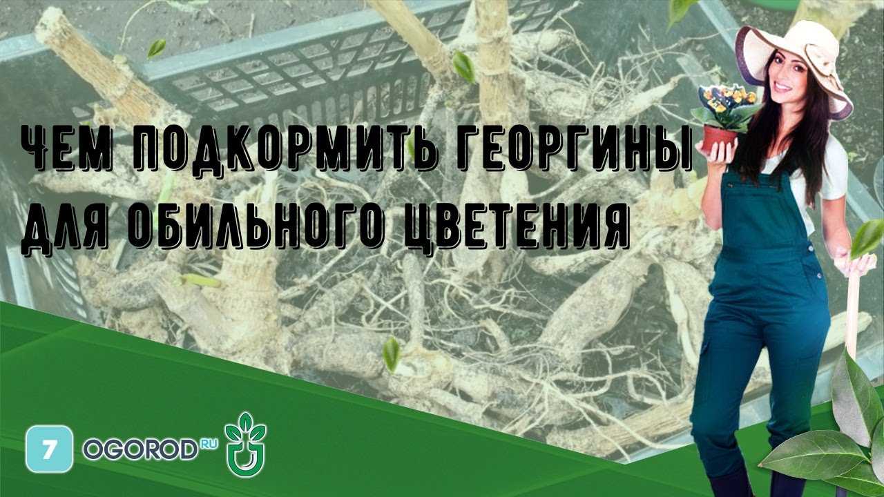 Вот что надо делать чтобы пышно и красиво цвели георгины