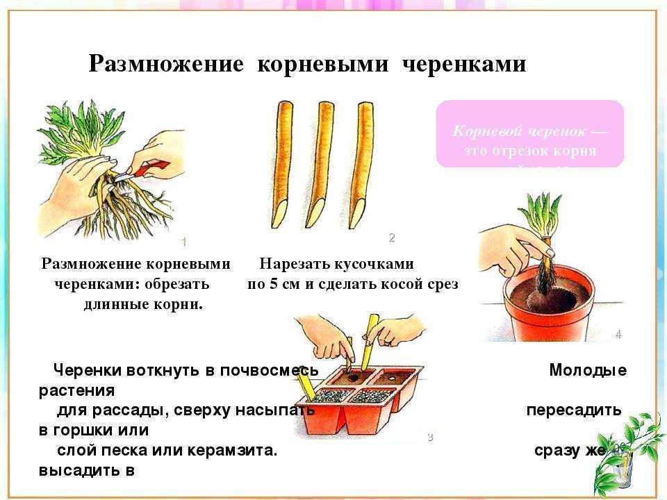 Бегония вечноцветущая: размножение черенками и выращивание из семян, уход в домашних условиях, описание и фото сортов комнатного растения, посадка и пикировка