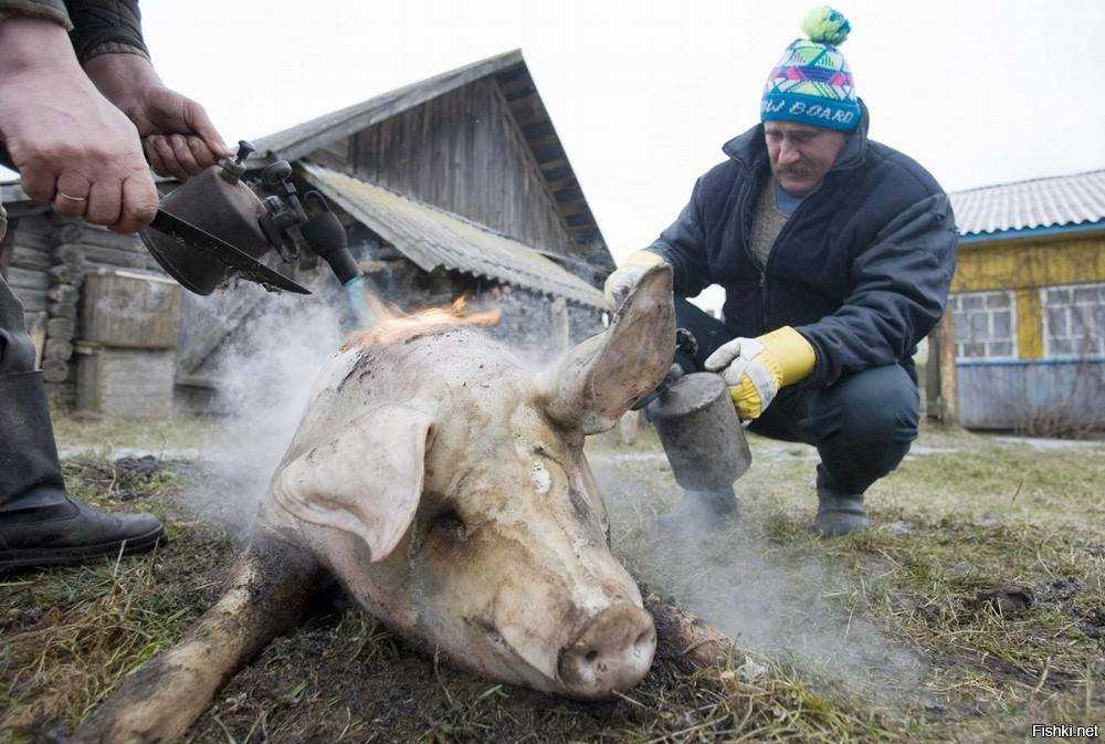 Режем свинью — описание как резать, схемы разруба и советы как правильно забить свинью (120 фото + видео)