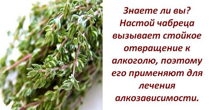 Чабрец: лечебные свойства и применение волшебной травки