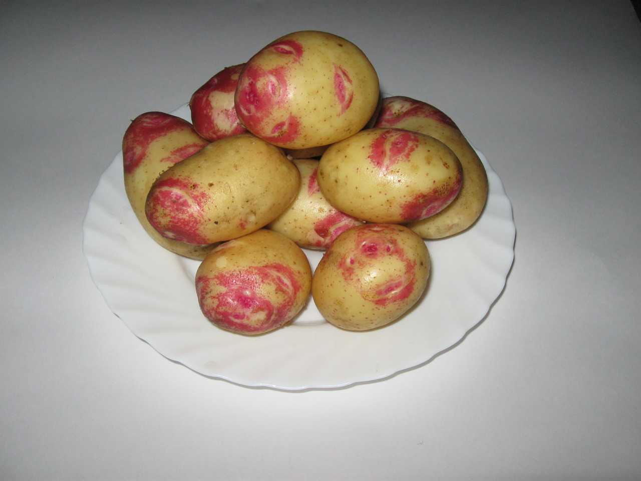 Картофель пикассо: описание сорта с фото, отзывы, сроки созревания, хранение, вкусовые качества