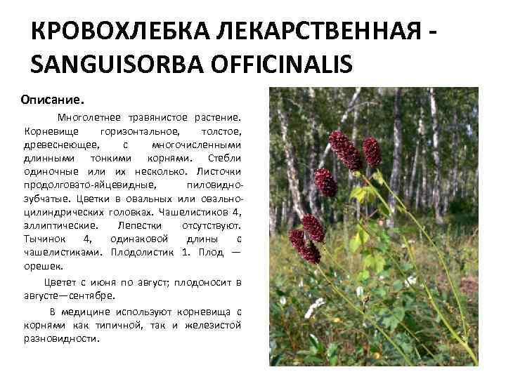 Кровохлебка — лечебные свойства и противопоказания, показания к применению