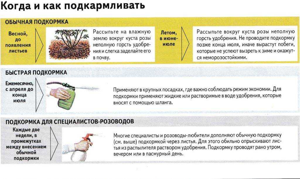 Хризантемы в горшках как ухаживать в домашних условиях