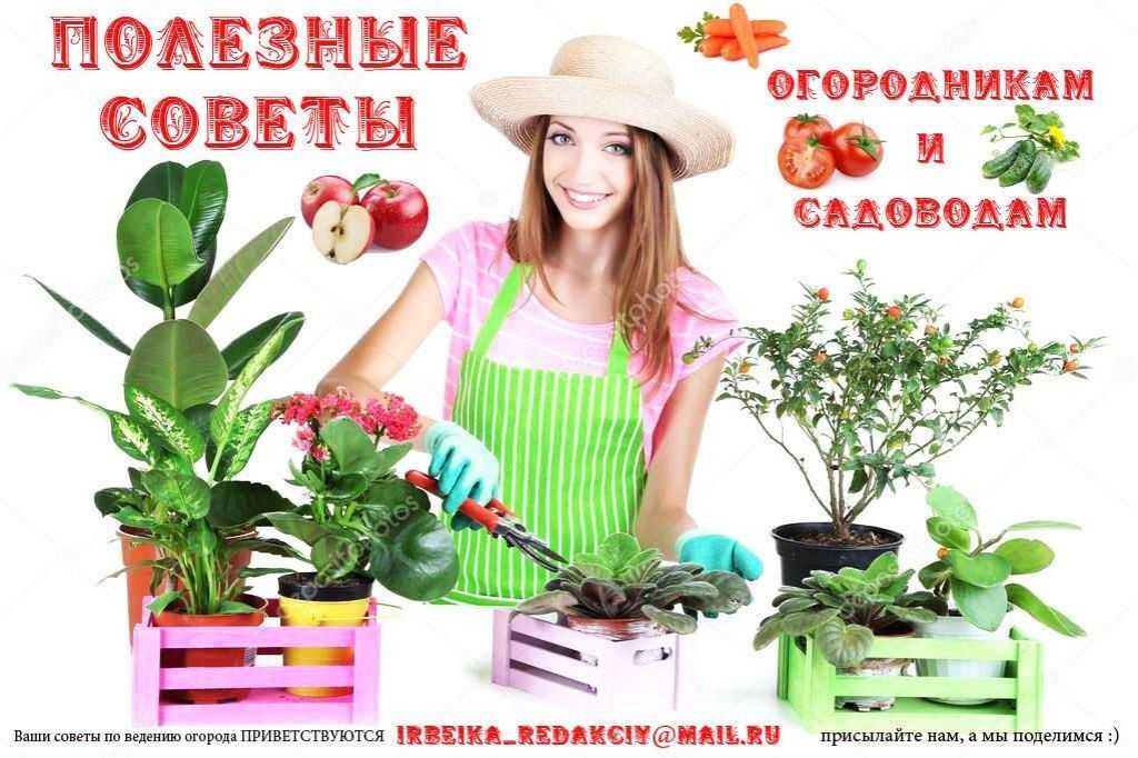 Чтобы изменить цвет гортензий в саду, достаточно полить их этим средством