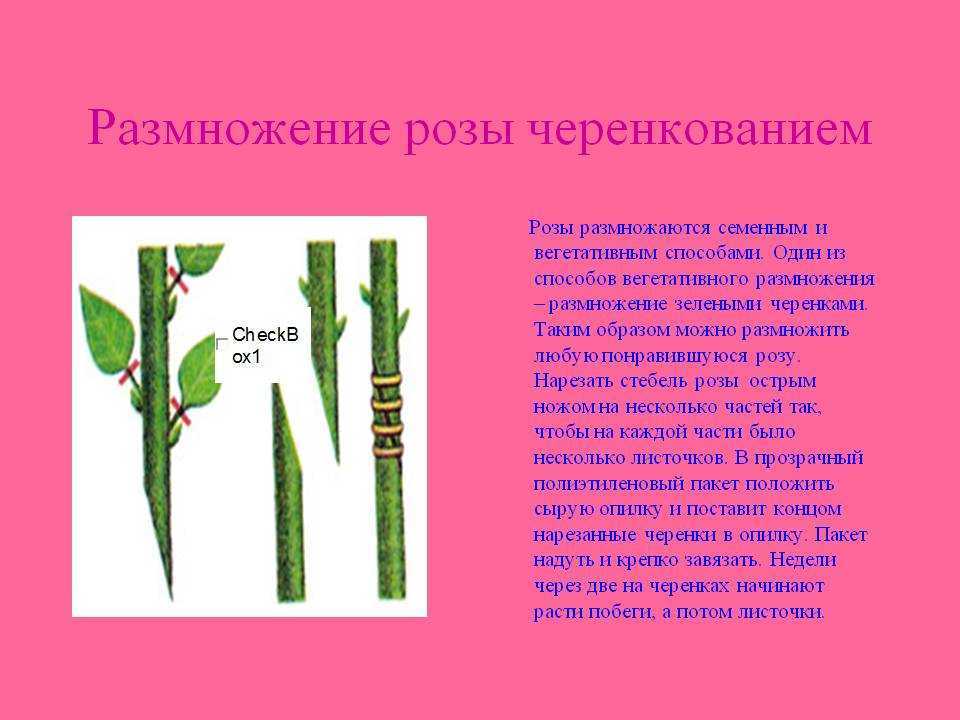 Как размножить розу – 8 способов: семена, черенки, отводками и т.д.