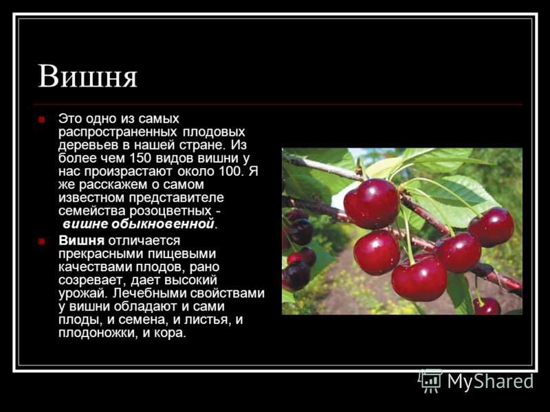 Турецкие фрукты по месяцам: когда что созревает