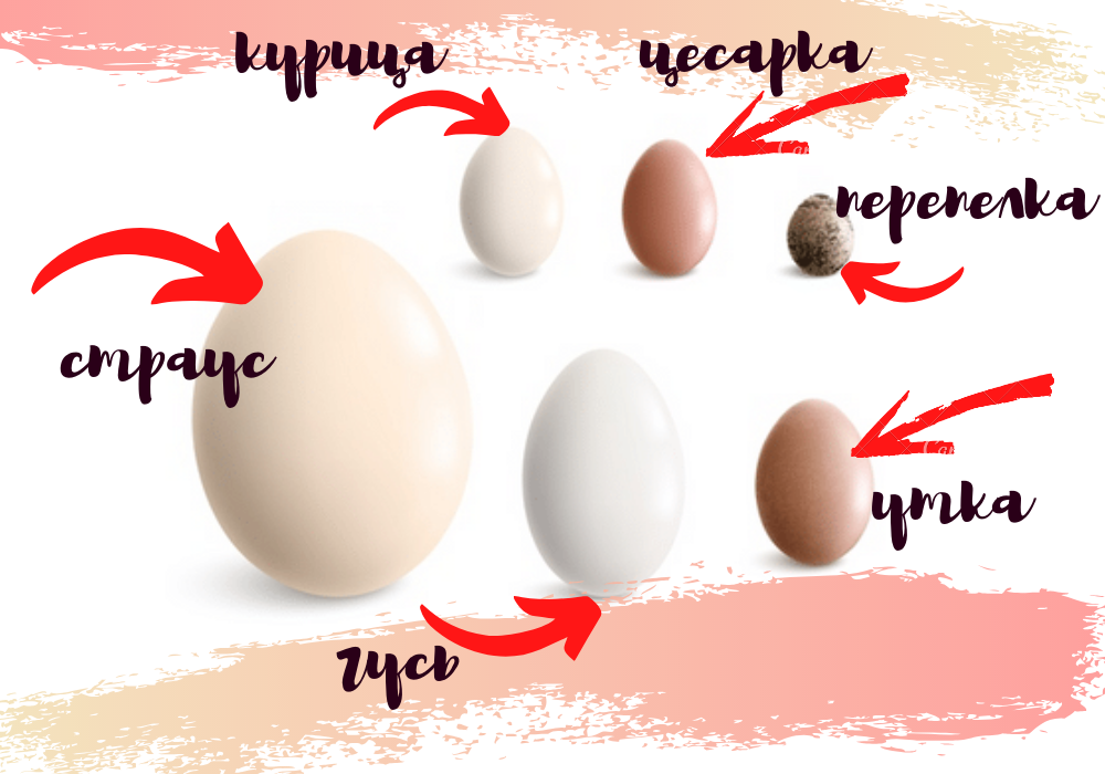 О яйцах цесарок: как они выглядят и чем отличаются от куриных - сравнение