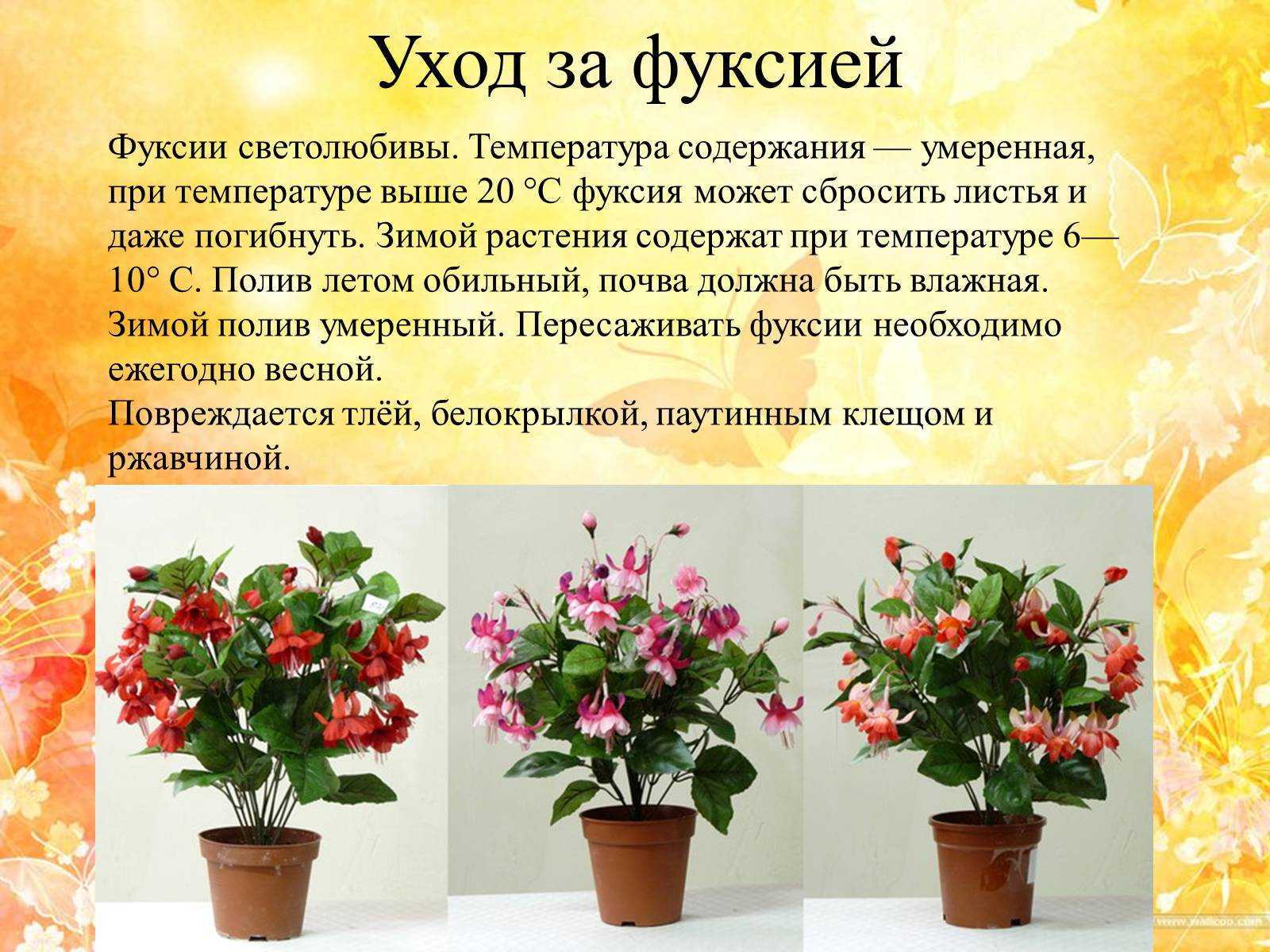 Акалифа щетинистоволосистая уход в домашних условиях акалифа уилкса, южная и другие виды фото