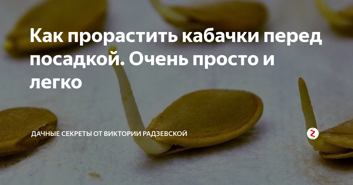 Как замачивать семена кабачков? когда прорастут семена? как сажать кабачки? — как сажать проросшие семена кабачков — про огород