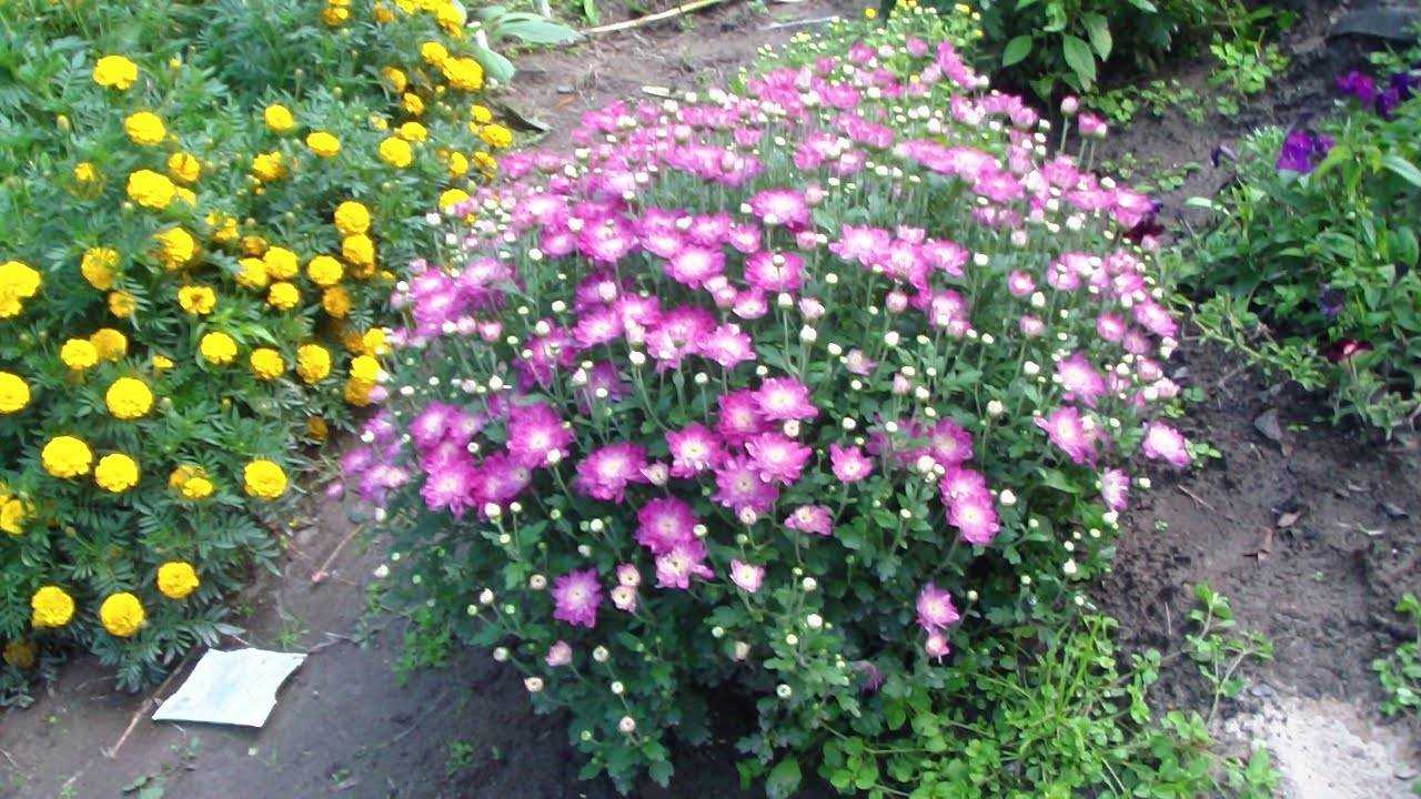 Чем удобрять хризантему весной чтобы зацвела вовремя и пышно?