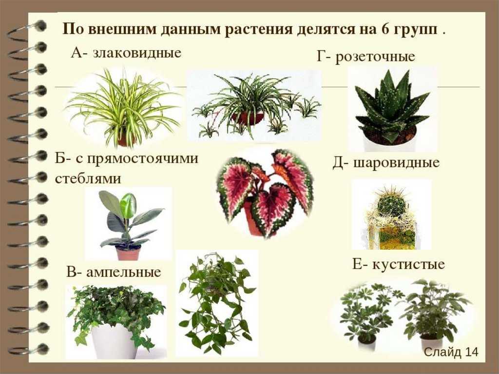 Выбор вечнозеленых вьющихся растений для живой изгороди