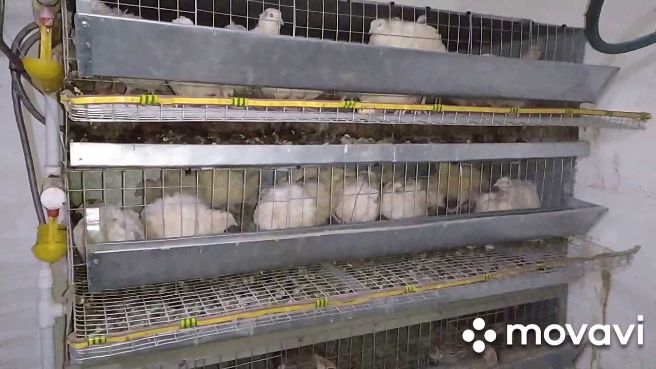 Когда начинают нестись перепела (в каком возрасте), почему не несутся перепелки