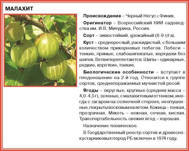 Крыжовник сорта берилл: описание, фото, отзывы садоводов