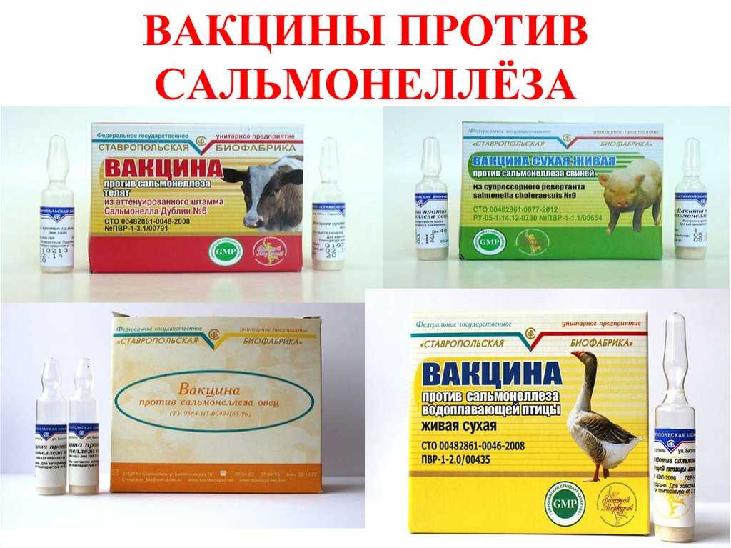 Сальмонеллез телят: симптомы и лечение, опасность для человека