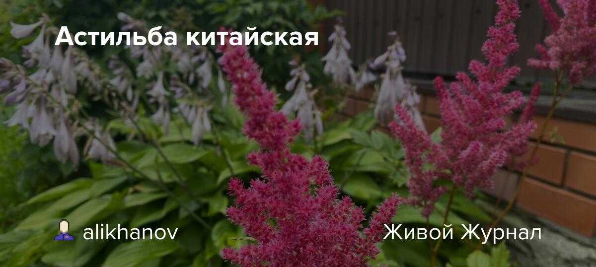Астильба – неприхотливый зимостойкий многолетник