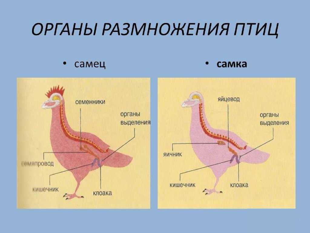 Об оплодотворении курицы петухом: влияет ли петух на яйценоскость кур