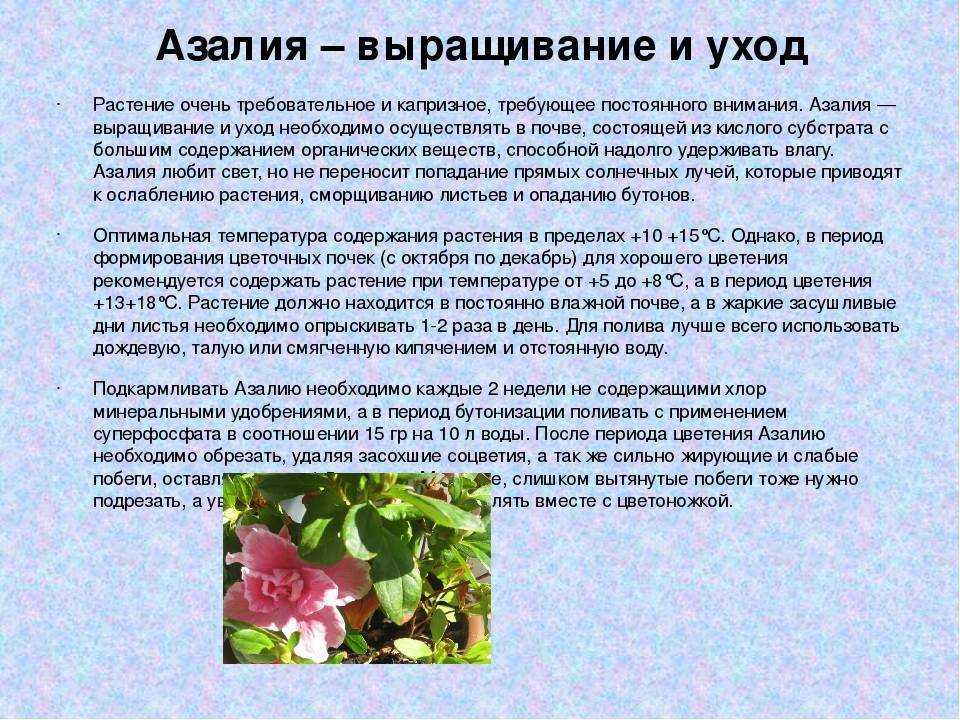 Азалия японская - один из самых красивых кустарников полусферической формы, который подходит как для садового выращивания, так и для комнатного.