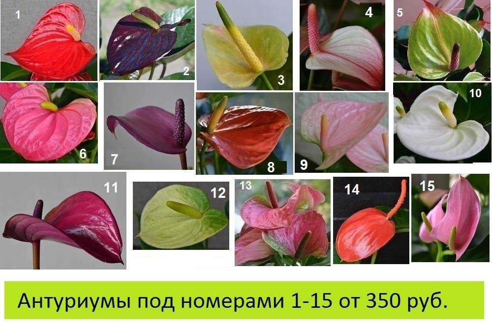 Тонкости и секреты ухода за антуриумом андре